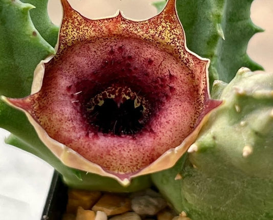 Huernia "see a doctor" seeds