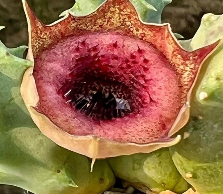 Huernia "see a doctor" seeds