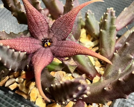 Stapelia schinzi var. angolensis seeds