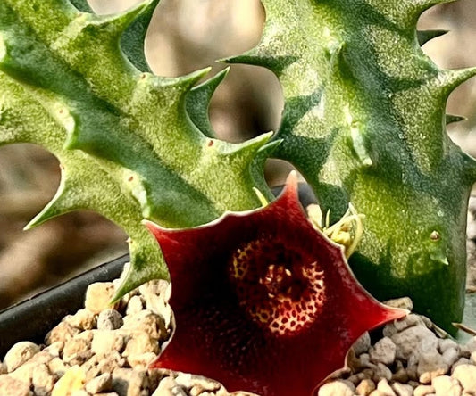 Huernia oculata x pulchra seeds