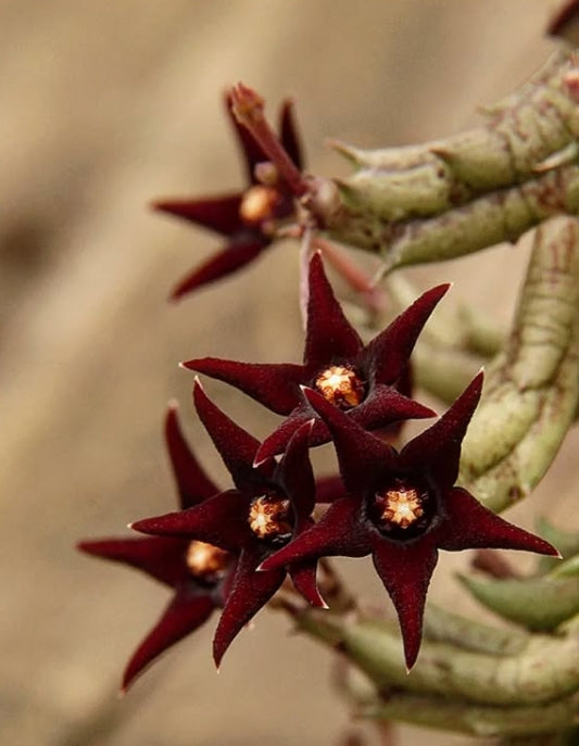 Angolluma doddsiae seeds