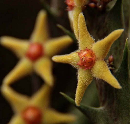 Orbea subterranea ( Yellow ) seeds