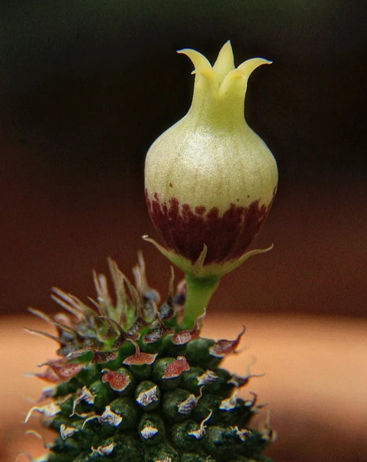 Echidnopsis specksii seeds
