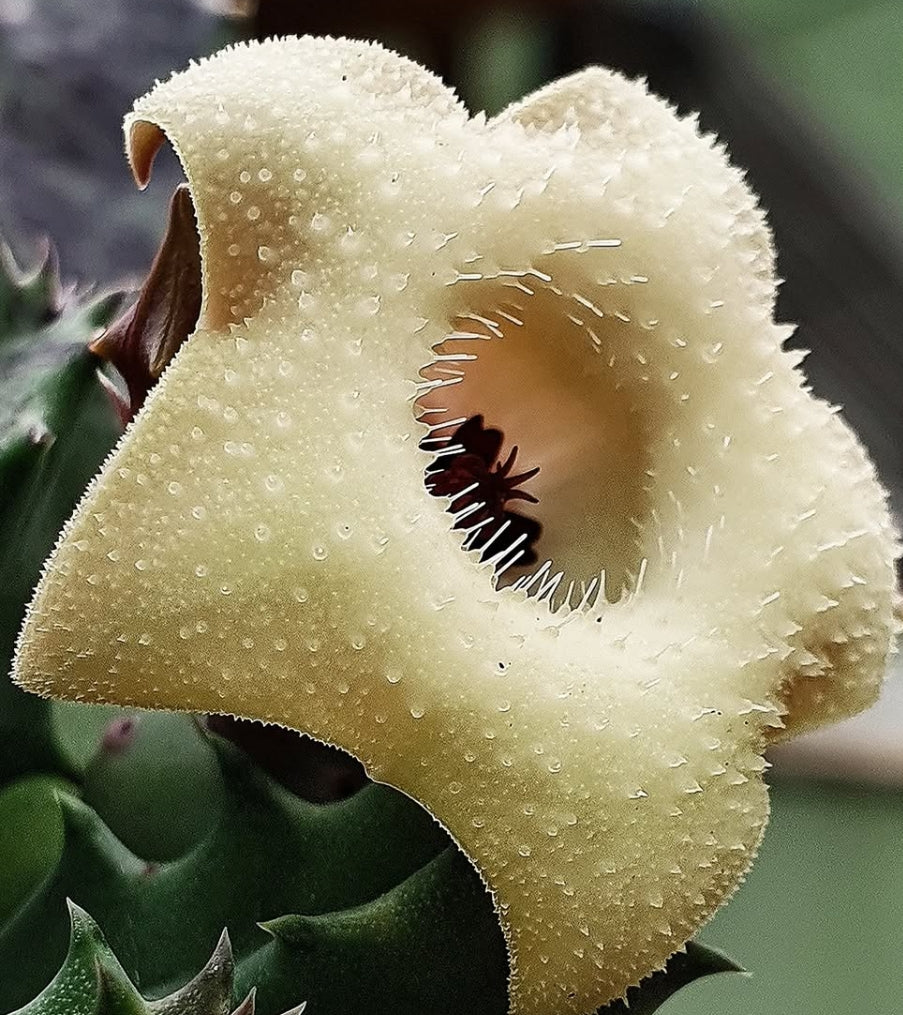 Huernia Thuretti Papilae seeds
