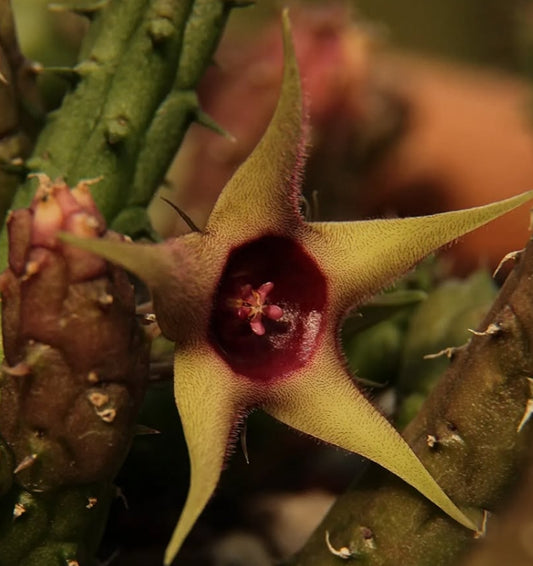 Huernia verekeri var. angolensis seeds