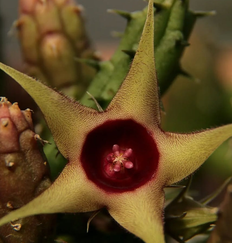 Huernia verekeri var. angolensis seeds