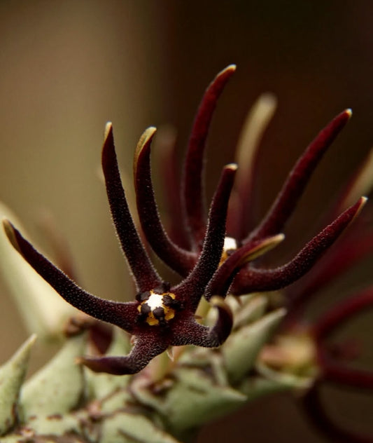 Orbea baldratii subsp. somalensis seeds