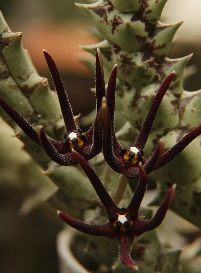 Orbea baldratii subsp. somalensis seeds