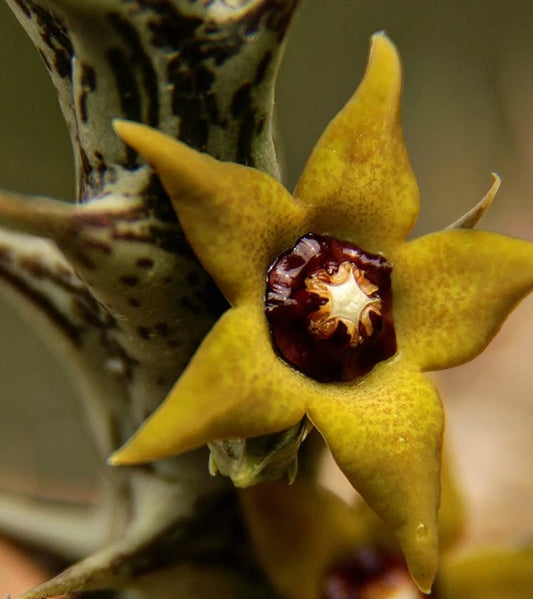 Orbea Gemugofana seeds