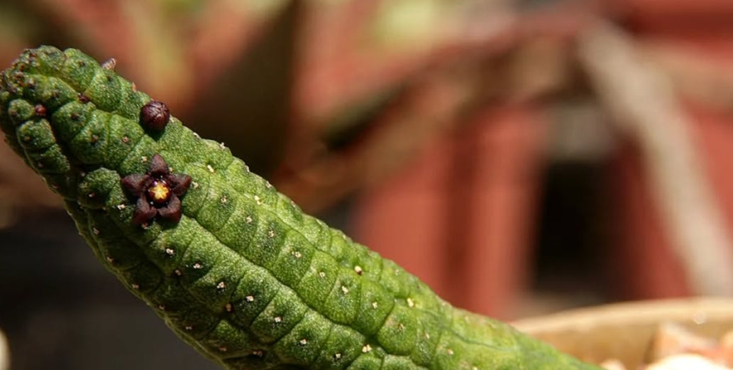 Echidnopsis dammanniana seeds