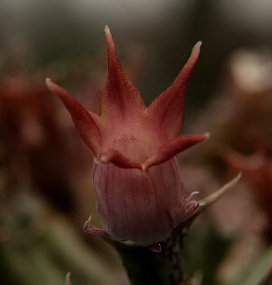Orbea distincta seeds