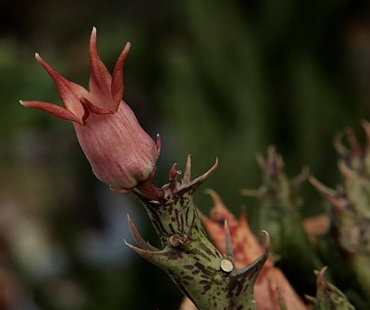 Orbea distincta seeds