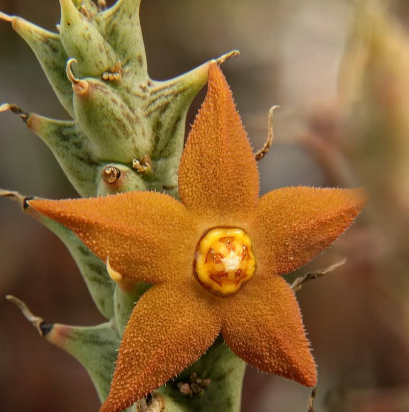 Orbea Sprengeri seeds