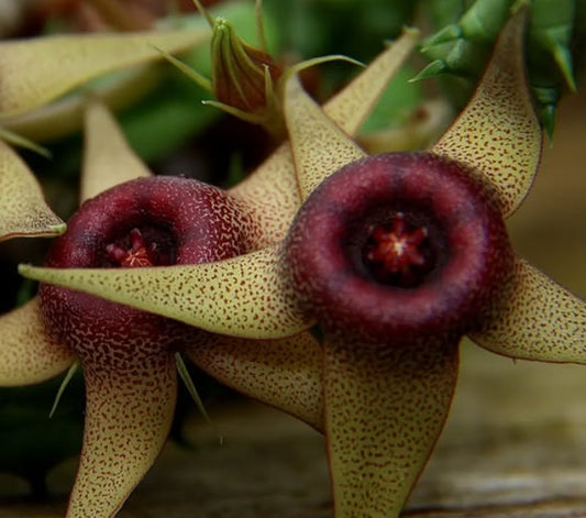 Huernia procumbens hybrid seeds
