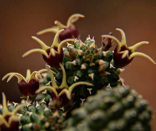 Echidnopsis radians seeds