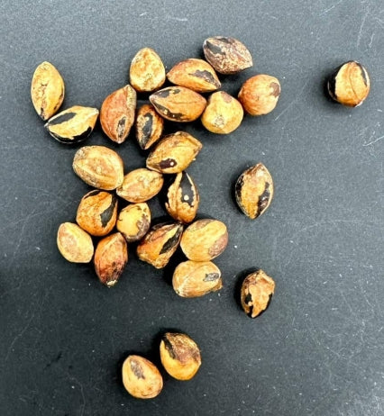 Commiphora multijuga seeds