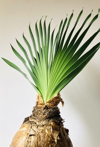 Boophone disticha seeds