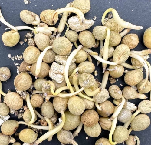 Boophone disticha seeds