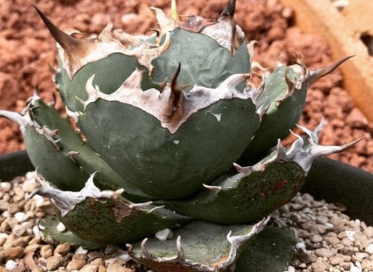 Agave oteroi seeds