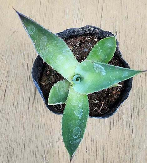 Agave potatorum 'Dwarf' seeds