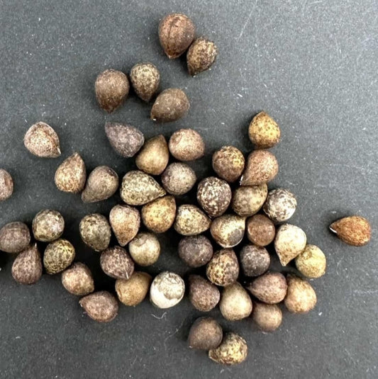 Euphorbia bupleurifolia seeds