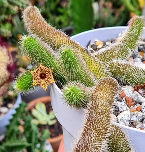 Stapelianthus pilosus seeds