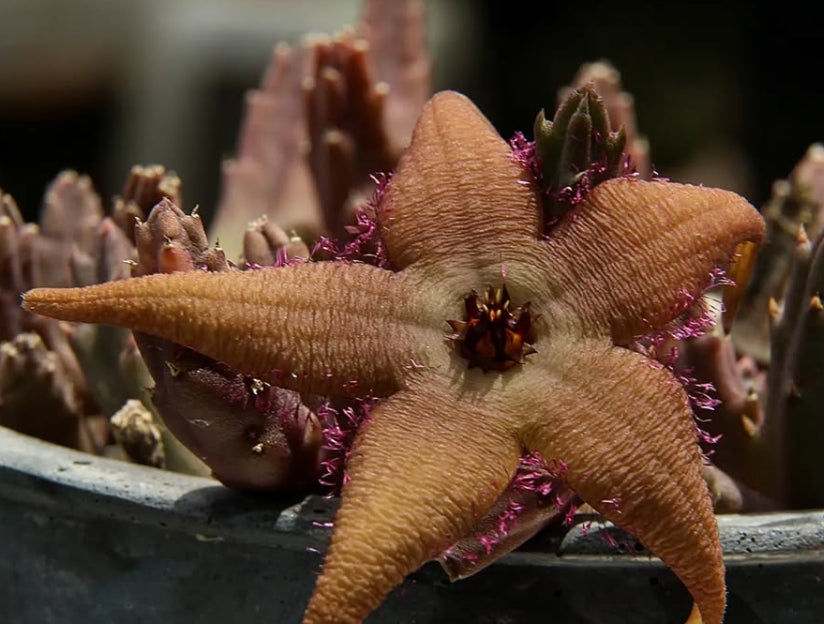 Stapelia schinzii seeds