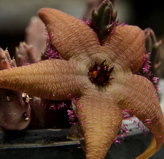 Stapelia schinzii seeds