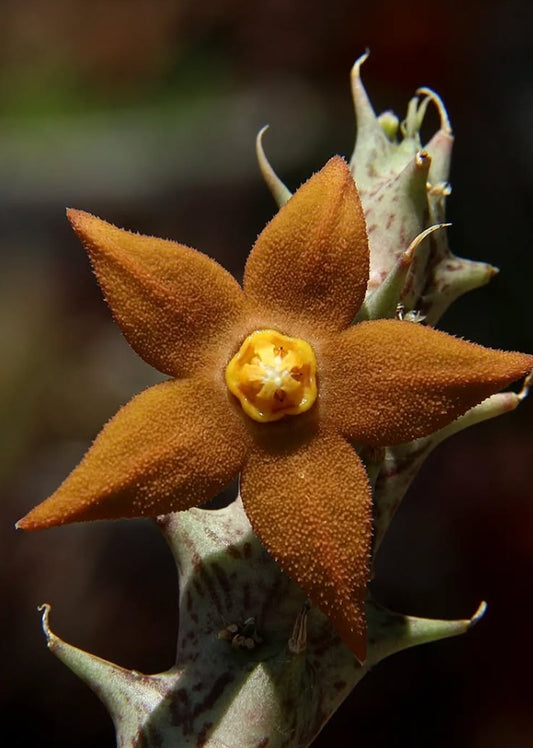 Orbea Sprengeri seeds