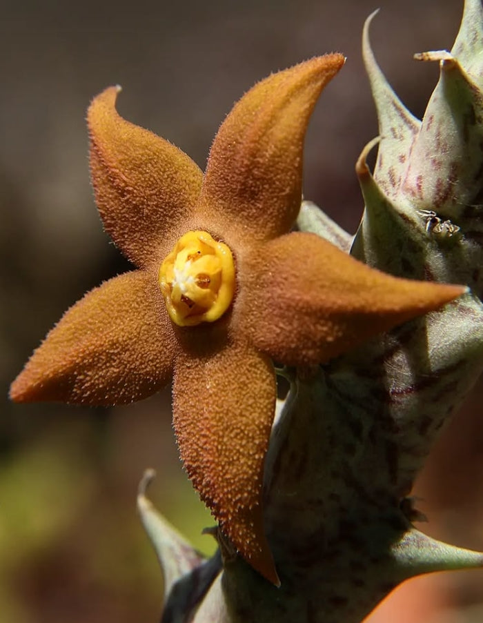 Orbea Sprengeri seeds