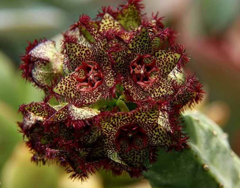 Caralluma foulcheri-delboscii var. greenbergiana seeds