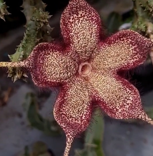 Edithcolea grandis somalia form seeds
