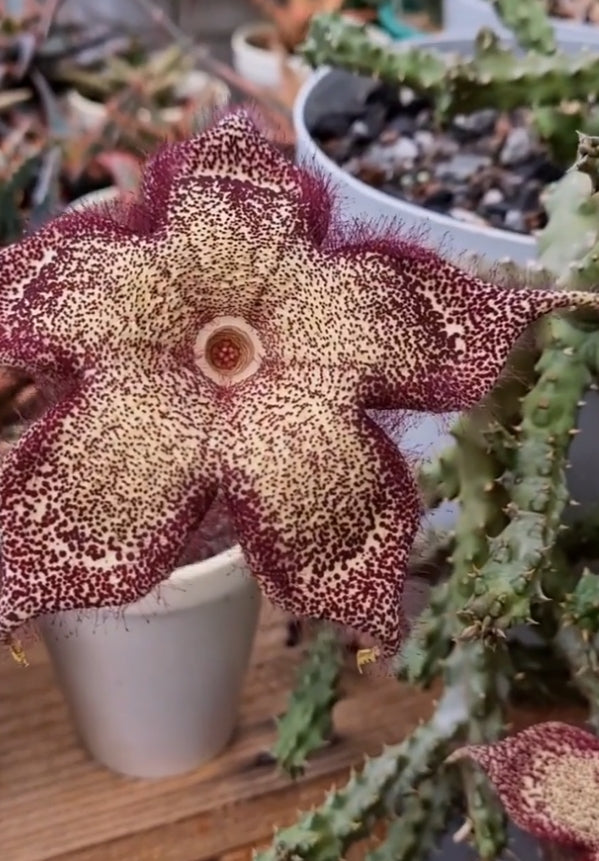 Edithcolea grandis somalia form seeds