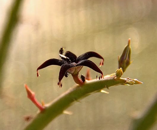 Caralluma Stalagmifera seeds