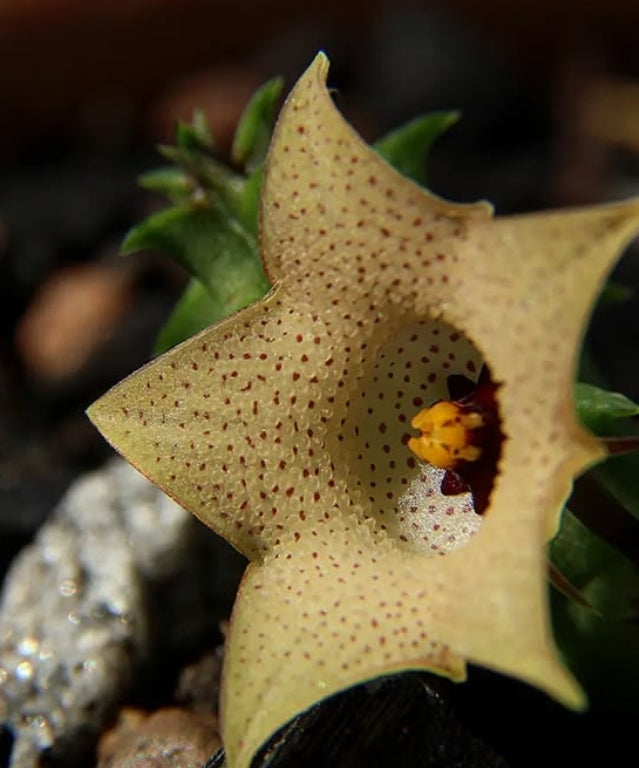 Huernia namaquensis seeds