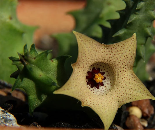 Huernia namaquensis seeds