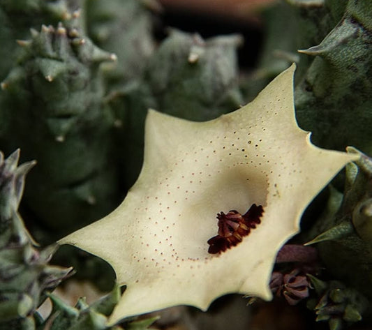 Huernia Macrocarpa seeds