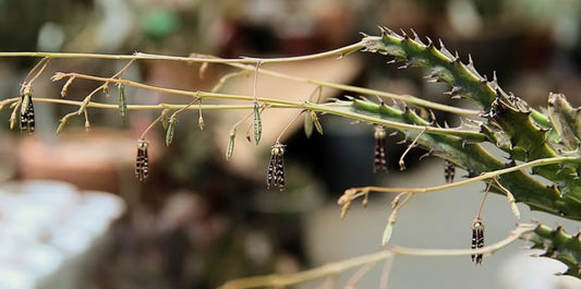 Caralluma turneri seeds
