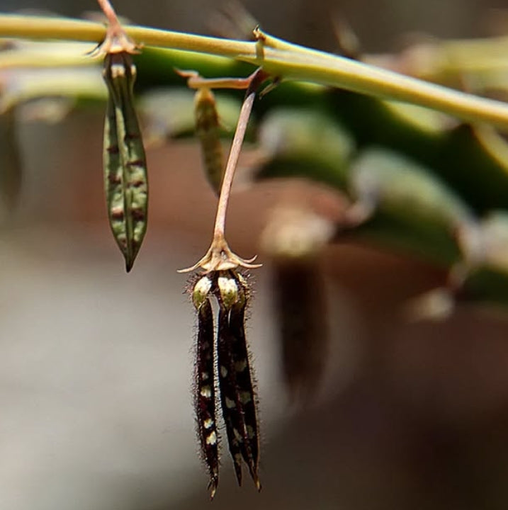 Caralluma turneri seeds