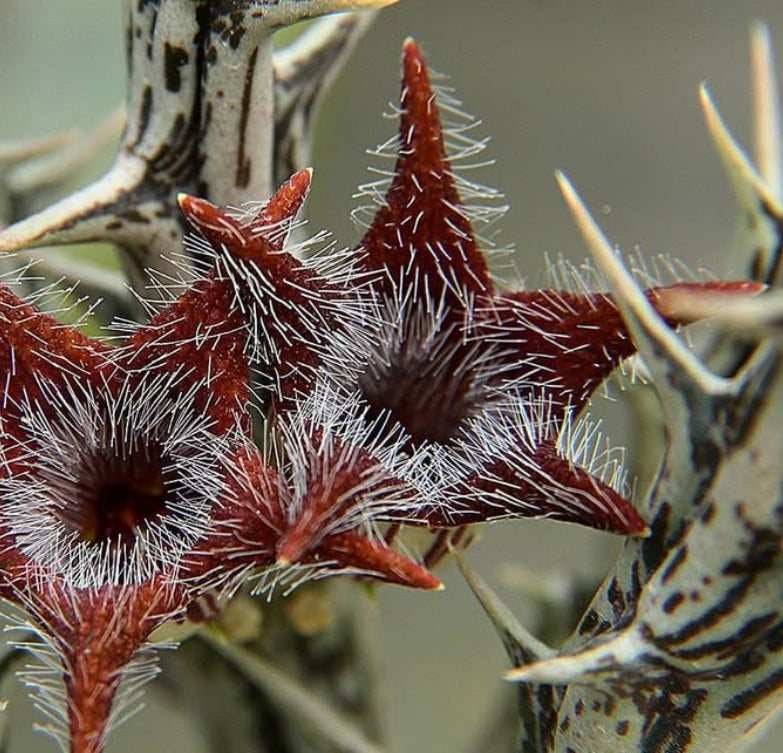 Orbea tubiformis seeds