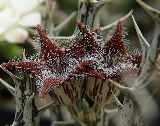 Orbea tubiformis seeds