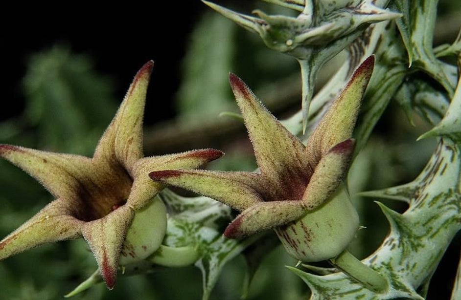 Orbea deflersiana seeds