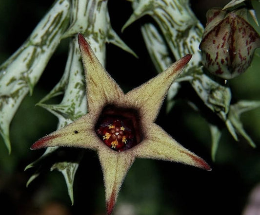 Orbea deflersiana seeds