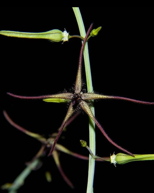 Caralluma arachnoidea seeds