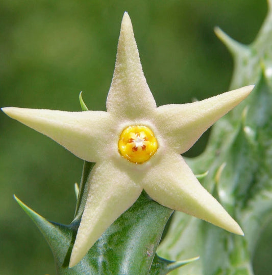 Angolluma aurantiaca seeds
