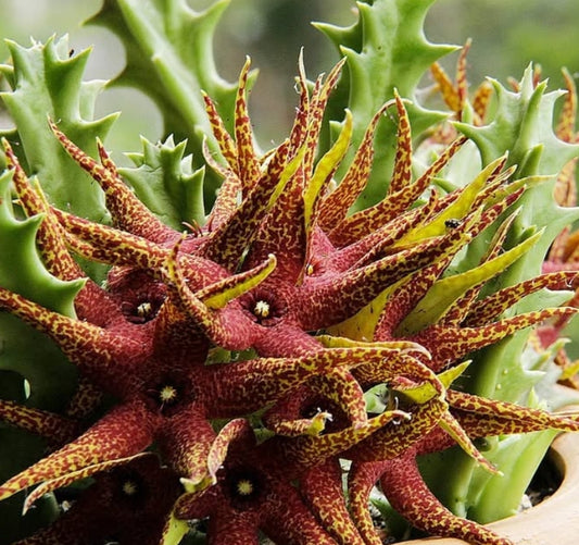 Orbea Lutea SSP. Vaga seeds