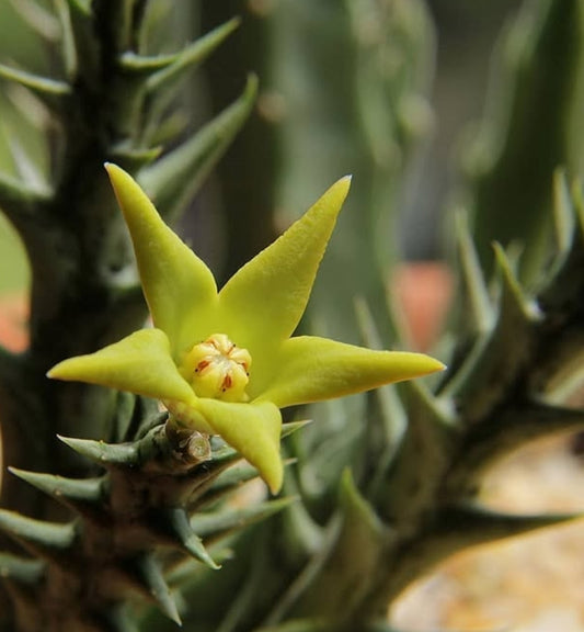 Orbea denboefii seeds