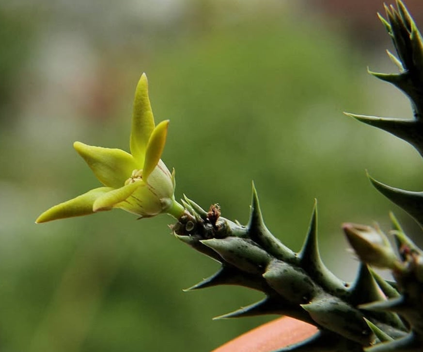 Orbea denboefii seeds