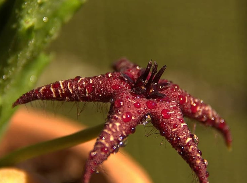 Orbea Starlight seeds