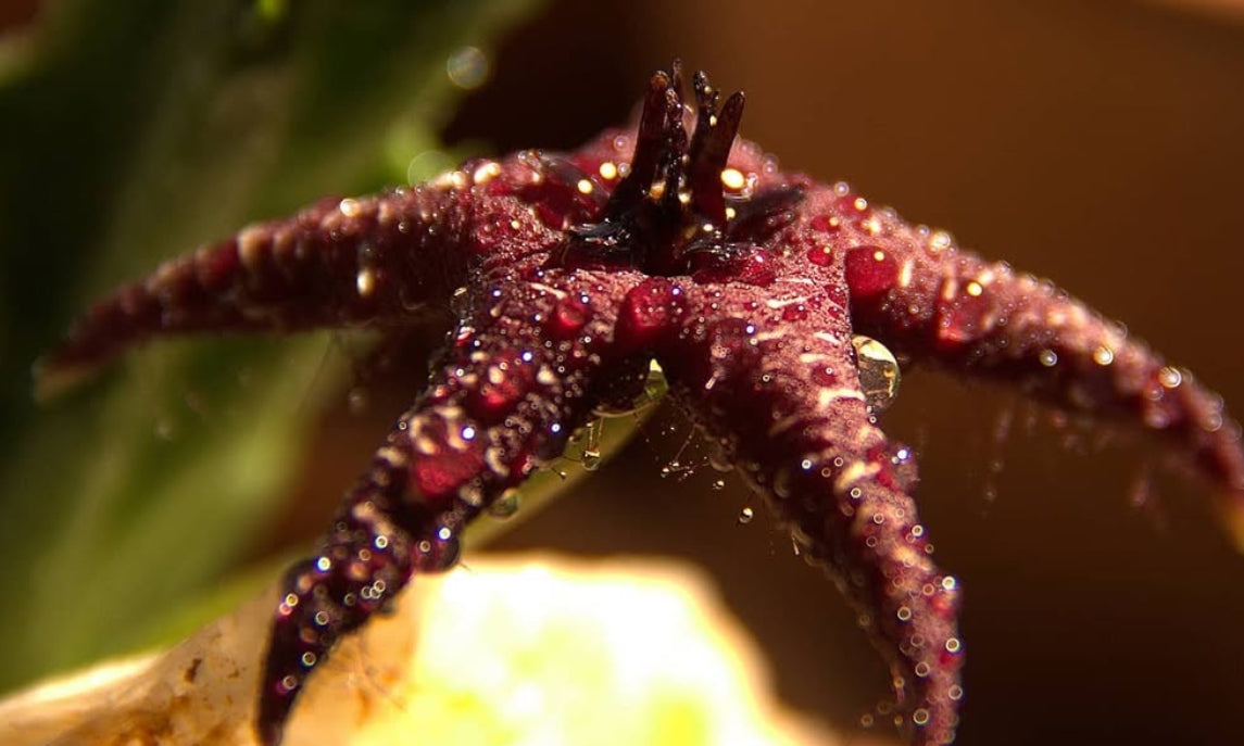 Orbea Starlight seeds